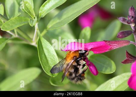 Gemeinsamen Carder Bee (Bombus Pascuorum) Stockfoto