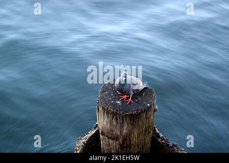 Die australische Haubentaube blickt auf eine Kamera, die auf einer alten Säule am Brisbane River sitzt. Stockfoto