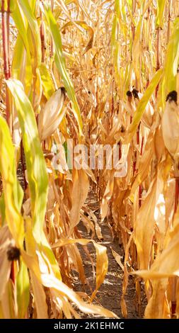 Trockenes Land in einem Maisfeld aufgrund längerer Hitze und fehlender Niederschläge. Die globale Erwärmung führt zum Klimawandel und verursacht Ernteausfälle und Hungersnöte. Trough Stockfoto