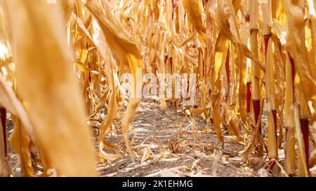 Dürre als Ursache der Nahrungsmittelkrise. Getrocknete Maisernte aufgrund der globalen Erwärmung und des Wassermangels. Hungersnot aufgrund von Ernteausfällen. Trockenes Land aufgrund von Anomalien Stockfoto