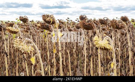 Getrocknetes Sonnenblumenfeld. Das Konzept der globalen Erwärmung als Ursache der Nahrungsmittelkrise. Ausfall der Sonnenblumenkulturen aufgrund von Wassermangel und anormaler Hitze. Stockfoto