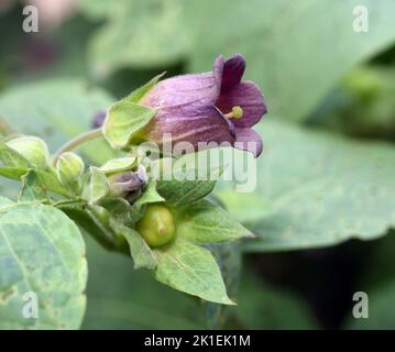 Der tödliche Nachtschatten, Atropa bella-Donna, hat schwarze Beeren und ist eine giftige und heilende Pflanze. Stockfoto