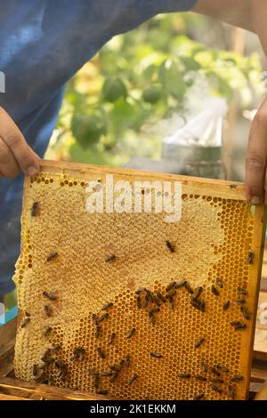 Ein Rahmen mit Waben, auf den die Bienen Honig in die Zellen legen Stockfoto
