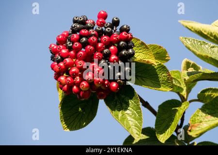 Viburnum Beeren Rote Beeren Viburnum lantana Wayfaring Baum Samenkopf Stockfoto