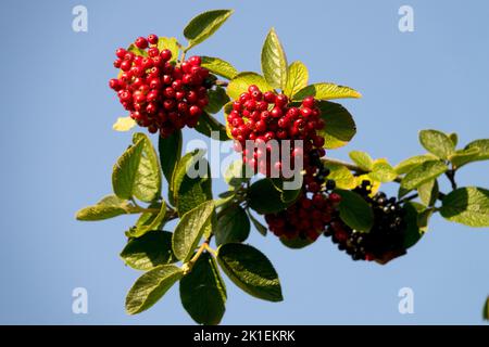 Rote Beeren, Zweig, Viburnum aragonense, reif, Viburnum lantana, Twistwood, Viburnum-Beeren Stockfoto