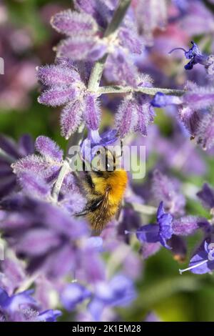 Kleine Biene auf Perovskia 'Blue Spire' Russischer Salbei (Salvia Blue Spire) Stockfoto