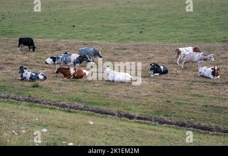 Weidende Kühe auf den grünen Wiesen in der Wallonlandschaft um Seneffe, Belgien Stockfoto