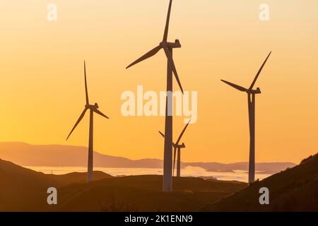 Windturbinen im Morgengrauen, in der Nähe von Woodville, Tararua District, North Island, Neuseeland Stockfoto