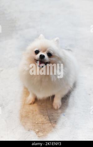 Porträt eines pommerschen Hundes oder zwergspitzs, der auf dem Boden sitzt Stockfoto