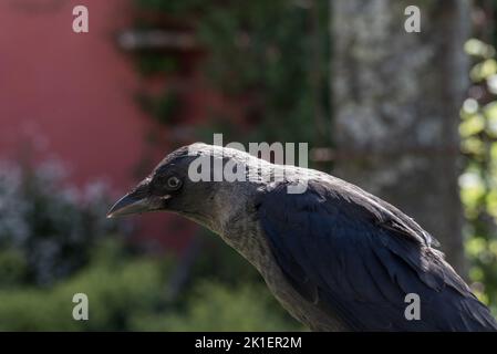 Nahaufnahme einer westlichen Dohle (Krähenvögel). Bild aus Deutschland. Stockfoto