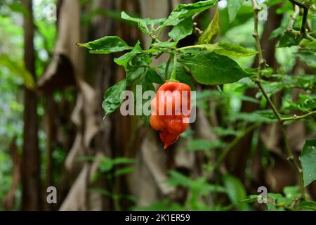 Zwei reifenden Naga Morich-Schoten, die am Naga Morich-Zweig (Nai miris) im Garten hängen Stockfoto