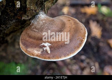 Birke Polypore, Piptoporus betulinus, reifer Bracket wächst auf Silberbirke, Norfolk, Oktober Stockfoto