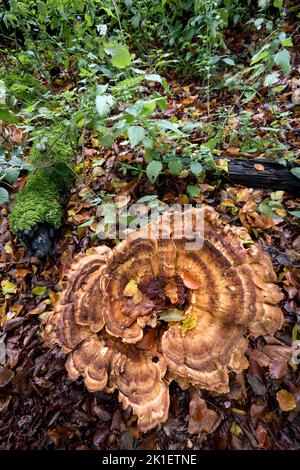 Giant Polypore, Meriplus giganteus Norfolk, Oktober Stockfoto