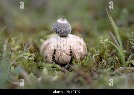 Tiny Earthstar; Geastrum Minimum; seltener Erdstern auf reifen Sanddünen gefunden Norfolk, Oktober Stockfoto