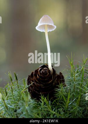 Gelbgestielter Mycena, Mycena epipterygia, wächst auf einem Kiefer-/Koniferkegel Norfolk, November Stockfoto