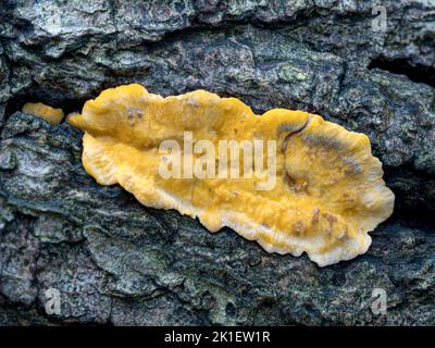 Gelbes Stereum, behaarte Vorhangkruste; Stereum hirsutum Norfolk, Oktober Stockfoto