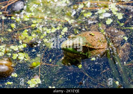 An einem warmen Sommertag sitzt ein amerikanischer Bullfrog in den Untiefen an einem Wisconsin Lake. Stockfoto