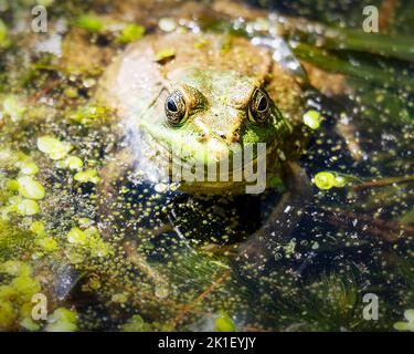 An einem warmen Sommertag sitzt ein amerikanischer Bullfrog in den Untiefen an einem Wisconsin Lake. Stockfoto