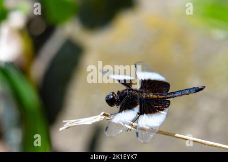 Eine unreife männliche Witwe Skimmer Libelle. Stockfoto