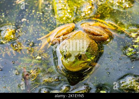 An einem warmen Sommertag sitzt ein amerikanischer Bullfrog in den Untiefen an einem Wisconsin Lake. Stockfoto