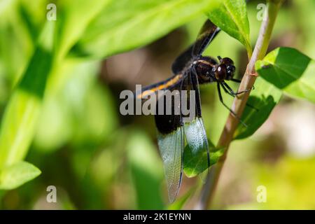 Eine unreife männliche Witwe Skimmer Libelle. Stockfoto