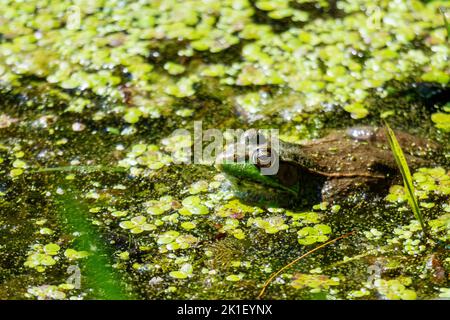 An einem warmen Sommertag sitzt ein amerikanischer Bullfrog in den Untiefen an einem Wisconsin Lake. Stockfoto