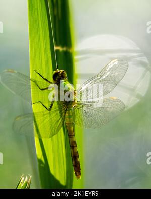 Eine männliche blaue Dasher Libelle sitzt leicht auf einem Bett aus Entenkraut. Stockfoto