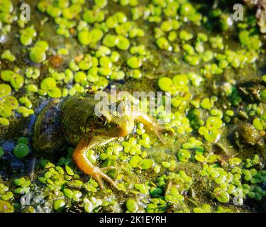 An einem warmen Sommertag sitzt ein amerikanischer Bullfrog in den Untiefen an einem Wisconsin Lake. Stockfoto