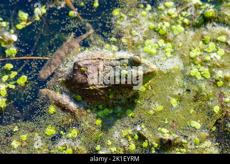 An einem warmen Sommertag sitzt ein amerikanischer Bullfrog in den Untiefen an einem Wisconsin Lake. Stockfoto