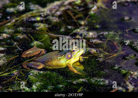 An einem warmen Sommertag sitzt ein amerikanischer Bullfrog in den Untiefen an einem Wisconsin Lake. Stockfoto