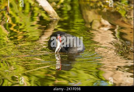 Rotknotenhuhn, Raufußhuhn, (Fulica cristata ) Süßwassersee, Andalusien, Südspanien. Stockfoto