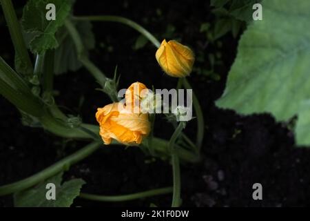 Gelbe Zucchini-Blüten im Garten im Sommer, zukünftige Ernte Stockfoto