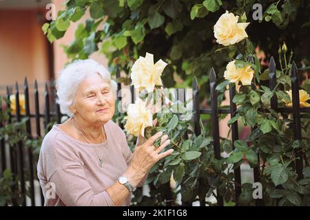 Ältere Frau bewundert schöne Büsche mit gelben Rosen Stockfoto