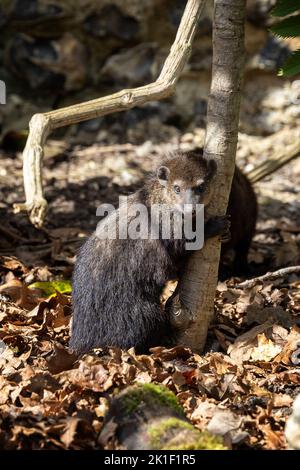 Adulte gemeine Cusimanse, crossarcgus obscurus, auch bekannt als die langnasige Kusimanse, eine Zwergmungose, die in Wäldern südlich der sahara gefunden wird. Stockfoto