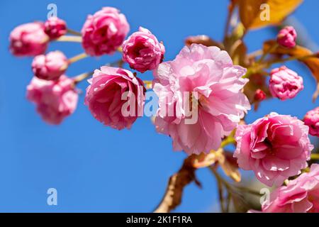 Schöne rosa Kirschblüte Nahaufnahme. Frühling floralen Hintergrund mit blauen Himmel Hintergrund. Platz für Text. Stockfoto