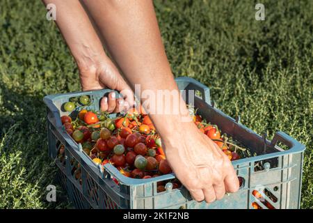 Mann hebt eine Schachtel Kirschtomaten. Schachtel mit natürlichen Tomaten Stockfoto