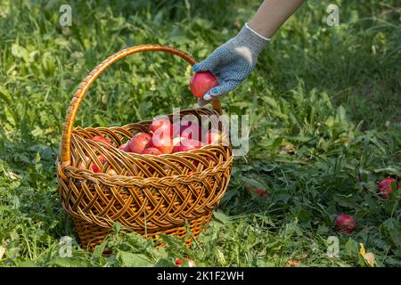 Der Bauer legt rote Äpfel in einen Korb. Frau, die im Garten Äpfel erntet Stockfoto