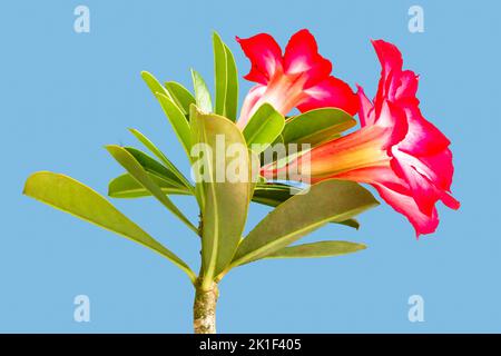 Die blühenden Blütenstiele von Adenium sind rot und rosa mit frischen grünen Blättern, isoliert auf einem blauen Hintergrund Stockfoto