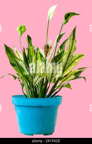 Üppige chinesische immergrüne Zierpflanze mit einer Kombination aus weißen und grünen Blättern in einem blauen Topf, isoliert auf einem rosa Hintergrund Stockfoto
