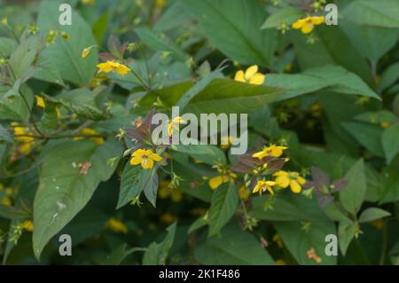 Nahaufnahme eines gefransten Loosestreifes (Lysimachia ciliata) in voller Blüte, Nahaufnahme Stockfoto