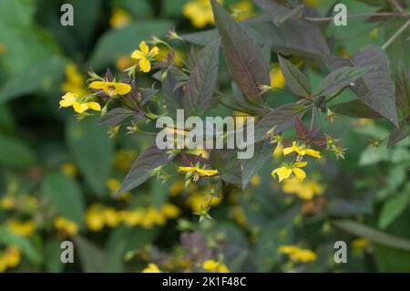 Nahaufnahme eines gefransten Loosestreifes (Lysimachia ciliata) in voller Blüte, Nahaufnahme Stockfoto