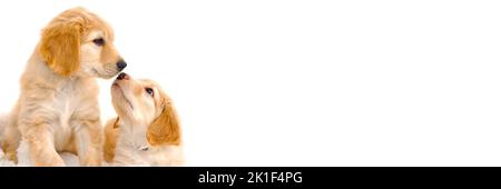 Ein paar niedliche Welpen spielen miteinander. Hovawart Rasse. Niedliche und lustige junge Welpen. Stockfoto