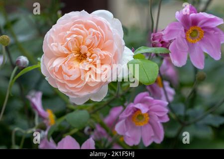 englische Rose Wildeve und japanische Anemonen im Gartenmakro Stockfoto