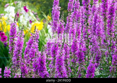 Mauve, Stacheln, Loosestrife, Lythrum virgatum 'Dropmore Purple', Garten, Lythrum 'Dropmore Purple', Purple, Blumen Stockfoto