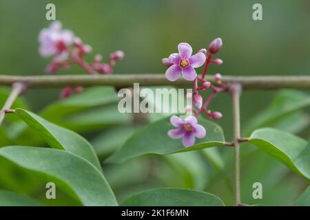 Rosa Blüten, die am Ellenbogen eines Stiels wachsen, werden schließlich zu gelben Sternfrüchten. Stockfoto