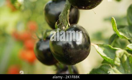 Tomate blau reif lila Zweig Beere Ernte Gewächshaus Folio Tomaten Kirsche Rebe Ernte rote Gemüsefeld Solanum lycopersicum Beerenfarm Stockfoto