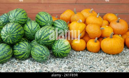 Wassermelone Kürbis Haufen citrullus lanatus Cucurbita pepo Pflanzung Bio Bauernhof Pflanze Feld Folie Wachstum Landwirtschaft, Orange, Winter Kürbis Landwirt Zitronenmelone Stockfoto