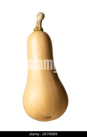 butternut-Kürbis, auch Butternut-Kürbis genannt, Art von Winterkürbis isoliert auf weißem Hintergrund Stockfoto