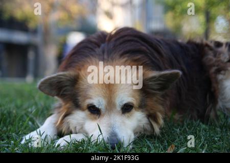 Trauriger Hund auf dem Gras liegend, Nahaufnahme Hundeportrait Stockfoto