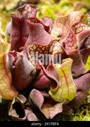 Bunte fleischfressende Pflanze Sarracenia rosea oder Burks südliche Kannenpflanze aus der Nähe. Stockfoto